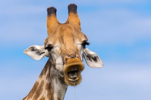 Giraffe (Giraffa) in the savannah, Kruger National Park, South Africa