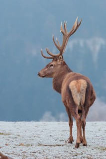 A red deer stag (Cervus elaphus) stands on a misty day on a meadow covered in hoar frost. A forest