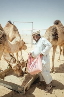 Camel breeder feeding his dromedaries (Camelus dromedarius) on his farm near Shisr, Dhofar, Oman