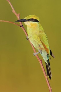 Rainbow Bee-eater (Merops ornatus) juvenile, Western Australia, Australia