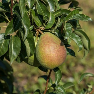Pear (Pyrus communis KÖSTLICHE VON CHARNEU),  Germany