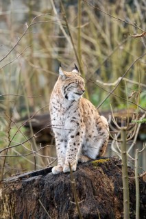 Eurasian lynx (Lynx lynx), in a forest, captive, Bavaria, Germany