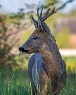 Roe deer (Capreolus capreolus) roebuck, buck hunting, portrait, horns, horns, Middle Elbe Biosphere