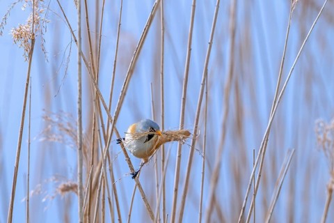 Bearded reedling, bearded tit (Panurus biarmicus) male collecting seed heads in beak as nesting