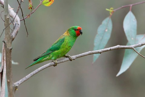 Little Lorikeet (Parvipsitta pusilla), Victoria, Australia