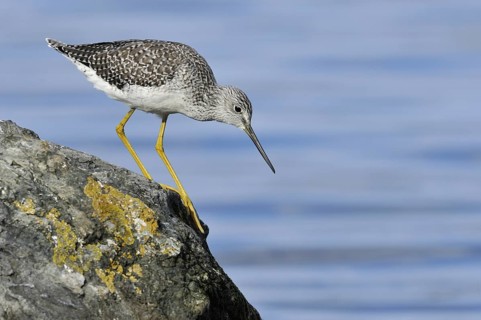 Greater Yellowlegs (Tringa melanoleuca), British Columbia, Canada