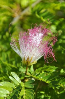 Pink Fairy Duster (Calliandra eriophylla) inflorescence, Cuba, Caribbean