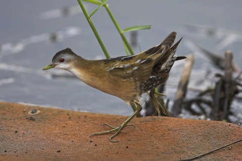Little Crake (Porzana parva), Lesvos, Greece