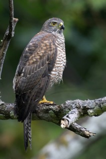 Variable Goshawk (Accipiter hiogaster), Christmas Island, Australia