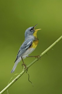 Northern Parula (Setophaga americana) singing, Texas, USA