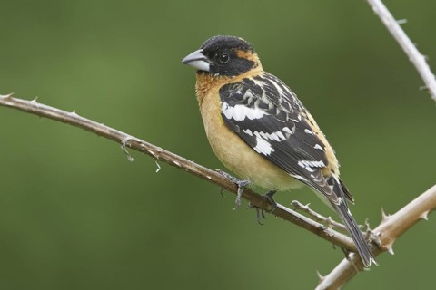 Black-headed Grosbeak (Pheucticus melanocephalus) male, British Columbia, Canada