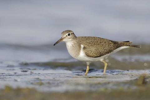 Common Sandpiper (Actitis hypoleucos), France