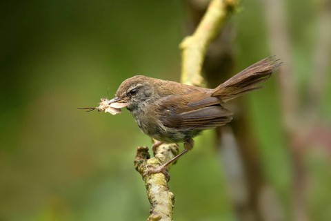 Müllerbuschsänger (Horornis vulcanius) perched on a branch with insect in beak, Sabah, Malaysia