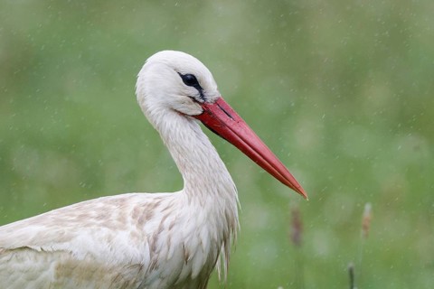 White Stork (Ciconia ciconia), North Rhine-Westphalia, Germany
