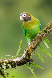 Brown-hooded Parrot (Pyrilia haematotis) perched on a branch in Costa Rica