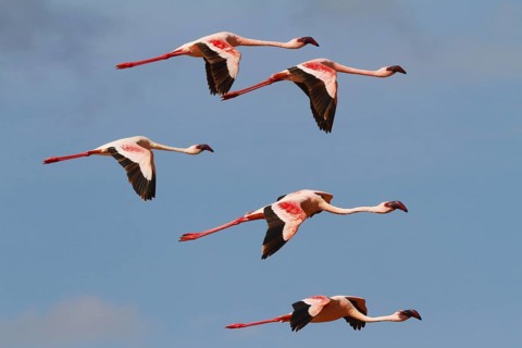 Lesser Flamingo (Phoeniconaias minor) flying, Lake Bogoria, Kenya