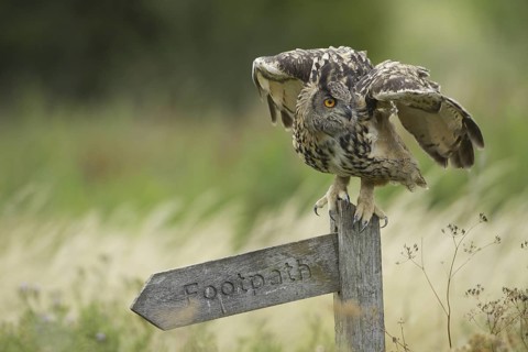 Eurasian Eagle-Owl (Bubo bubo), United Kingdom