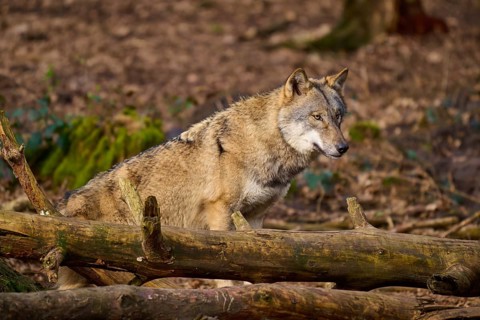 A wolf resting on tree trunks in the forest, Wolf (Canis lupus), Germany