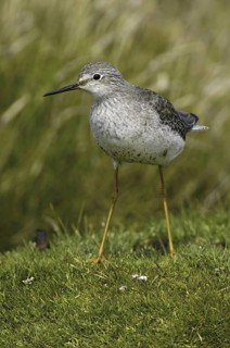 Lesser Yellowlegs (Tringa flavipes), Falkland Islands