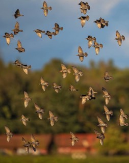 Common Starling (Sturnus vulgaris) flock flying, Brandenburg, Germany