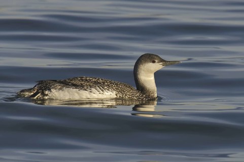 Red-throated Loon (Gavia stellata), California, USA