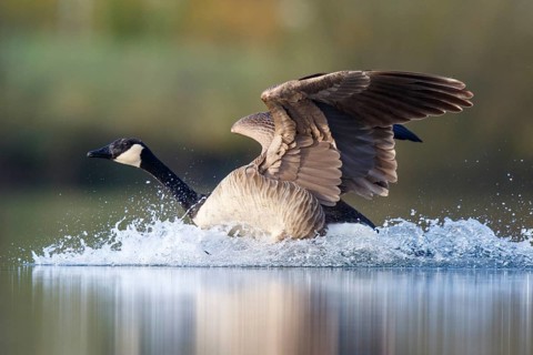 Canada Goose (Branta canadensis) landing, North Rhine-Westphalia, Germany