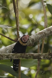 Dusky Broadbill (Corydon sumatranus), Fraser's Hill, Malaysia
