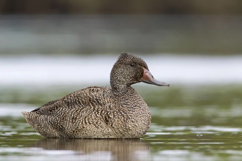Freckled Duck (Stictonetta naevosa) male, Victoria, Australia
