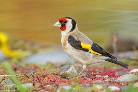 Goldfinch, goldfinch, (Carduelis carduelis), biotope, habitat, foraging, Worms,