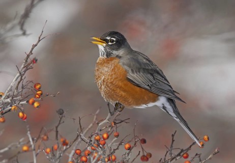American Robin (Turdus migratorius), Ohio, USA