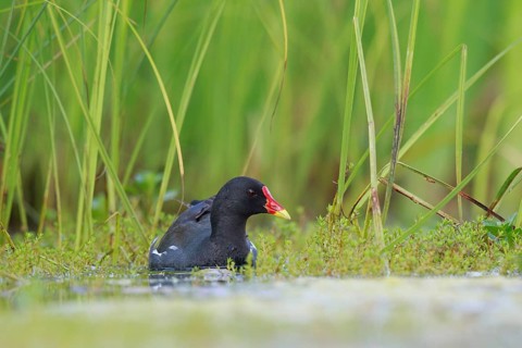 Common Moorhen (Gallinula chloropus) foraging, North Rhine-Westphalia, Germany
