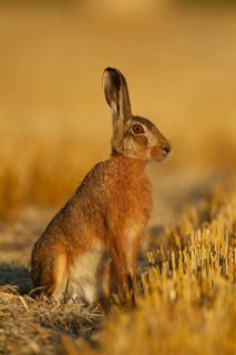 European brown hare (Lepus europaeus) adult animal washing in a farmland stubble field in summer,