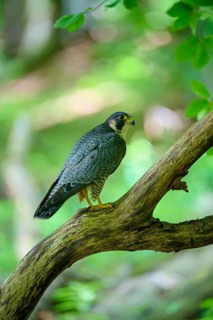 Peregrine Falcon (Falco peregrinus), adult sitting on branch in forest, Bohemian Forest, Czech
