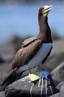 Brown Booby (Sula leucogaster), Bahia, Brazil