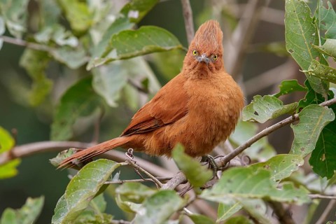 Grey-crested Cachalote (Pseudoseisura unirufa) perched on a branch in the Pantanal region of Brazil