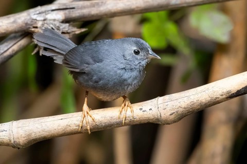 Ochre-flanked Tapaculo (Eugralla paradoxa), Araucania, Chile
