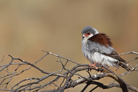Pygmy Falcon (Polihierax semitorquatus) female, Northern Cape, South Africa