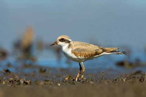 Black-fronted Dotterel (Elseyornis melanops) juvenile, Victoria, Australia