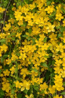 Ranunculus shrub (Kerria japonica)