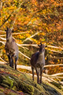 Two female Himalayan tahr (Hemitragus jemlahicus) stand on a rock. A dense autumnal forest is in