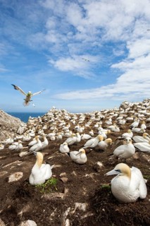 Northern Gannet (Morus bassanus) colony, Saltee Islands, Ireland