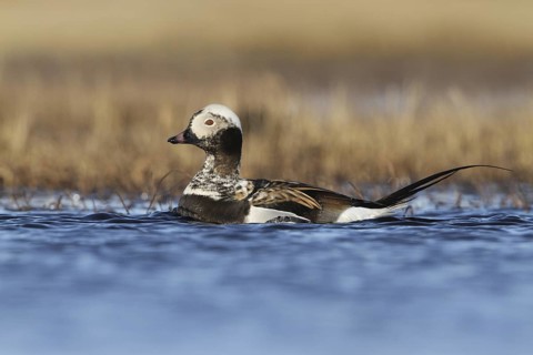 Long-tailed Duck (Clangula hyemalis) male, Alaska, USA