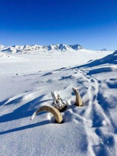 Skull of a Marco Polo sheep (Ovis ammon polii), Pamir-Argali, Pamir wild sheep, Pamir plateau,