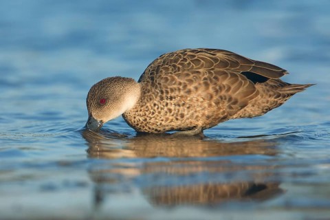Grey Teal (Anas gracilis), Victoria, Australia