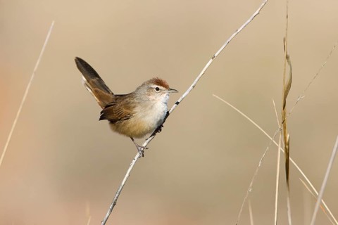 Spinifexbird (Megalurus carteri) perched on a twig, Northern Territory, Australia