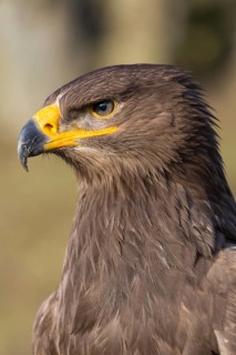 Portrait of Aquila nipalensis, steppe eagle, in late light with green background