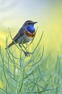 Bluethroat, (Luscinia svecica), Luscinia svecicus, animals, birds, songbirds, flycatcher family,