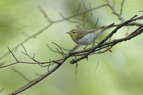 Wood Warbler (Phylloscopus sibilatrix), Saarland, Germany