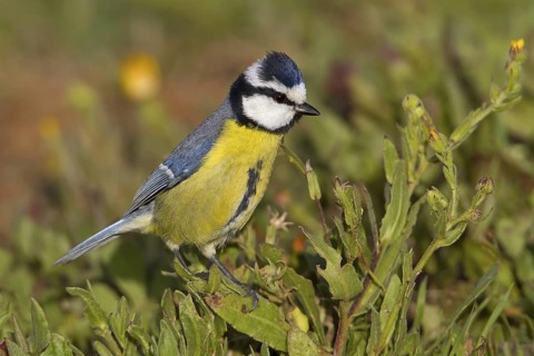 African Blue Tit (Cyanistes teneriffae), Canary Islands, Spain