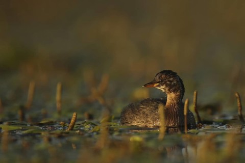 Little Grebe (Tachybaptus ruficollis), Piedmont, Italy